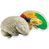 Soft Foam Cross-Section Human Brain Model