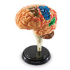 Brain Anatomy Model, 31 Pieces