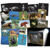 What’s Inside Animals Card Set