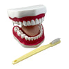 Oral Hygiene Model with Key