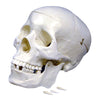 Plastic Human Skull Model
