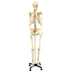 Life Size Human Skeleton Model with Key, Rod Mount
