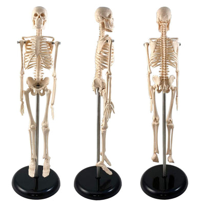 Human Skeleton Model with Key, 17"