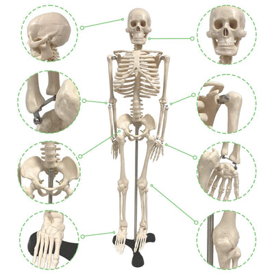 Human Skeleton Model with Key, 34"