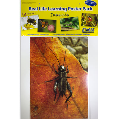 Insects & Bugs Real Life Learning Poster Card Set, Set of 14