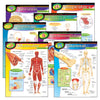 The Human Body Learning Charts Combo Pack, Set of 7