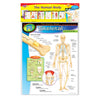 The Human Body Learning Charts Combo Pack, Set of 7